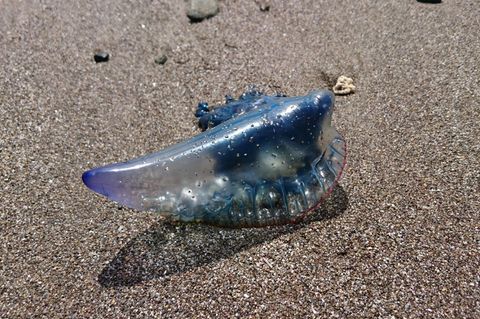 Auf einem Sandstrand liegt eine Portugiesische Galeere: Links hat sie eine bläuliche Spitze, rechts ist sie breiter
