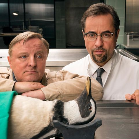 Ein Pinguin in der Rechtsmedizin – mit Kommissar Frank Thiel (Axel Prahl, l.) und Prof. Boerne (Jan Josef Liefers, r.)