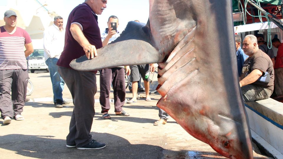 Tunesische Fischer begutachten den Hai