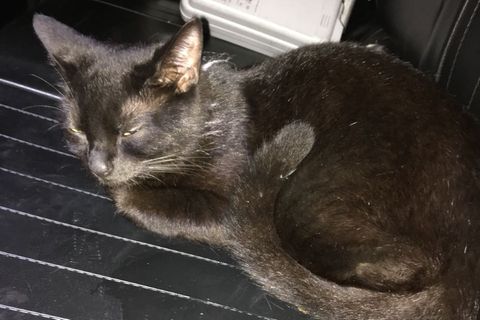 Katze auf dem Rücksitz eines Streifenwagens