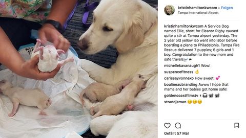 Instagram-Beitrag: Bild von Hündin und einem Welpe auf einer Decke