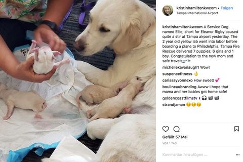 Instagram-Beitrag: Bild von Hündin und einem Welpe auf einer Decke