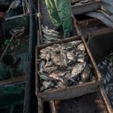 "Höllenarbeit“, sagen die Fischer. Außerdem verfangen sich in den letzten Jahren auch immer weniger Rotaugen, Welse und Hechte in ihren Netzen.