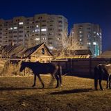 Auch die Großmutter von Marina Dawydowa lebt in einem der alten Holzhäuser inmitten von Astrachan. Die alte Frau hat Angst, dass ihr Haus einem Brand zum Opfer fallen könnte, wie so viele andre in der Stadt. Denn die Grundstücke sind begehrt. Ein Mieter in ihrem Haus weigert sich jedoch, einem Verkauf zuzustimmen. Nun fürchtet Marina Dawydowa nicht nur um das Haus ihrer Großmutter, sondern auch um die Pferde, die sich im Hinterhof abstellt. Sie hat Angst dass ihre Pferde, vergiftet werden. Denn kurz vor der Fußball-Weltmeisterschaft ist die Stadtverwaltung drastisch mit Gift gegen Straßenhunde vorgegangen. 
