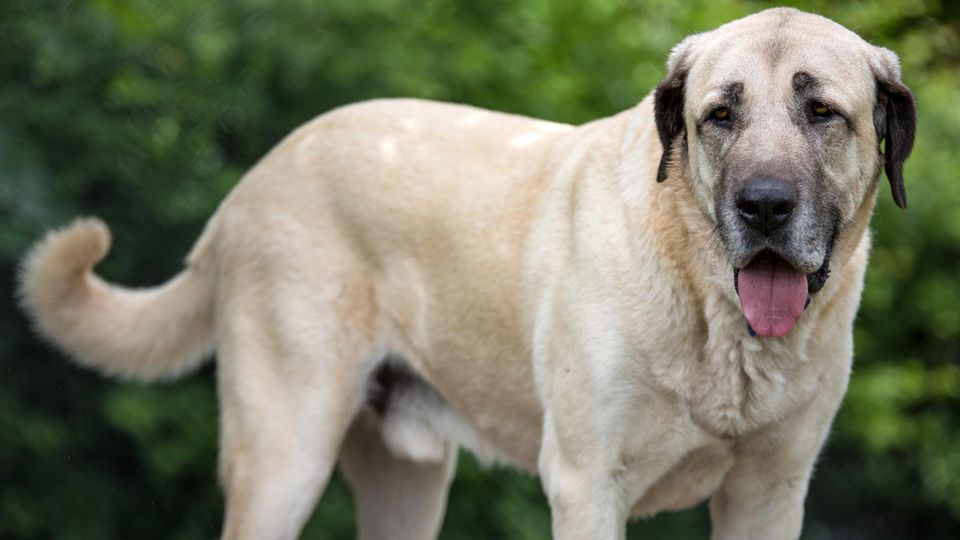 Hunde der Rasse Kangal erreichen Schulterhöhen von bis zu fast 90 Zentimeter