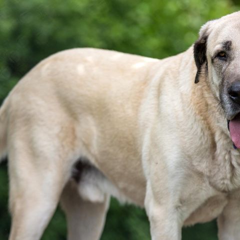 Hunde der Rasse Kangal erreichen Schulterhöhen von bis zu fast 90 Zentimeter