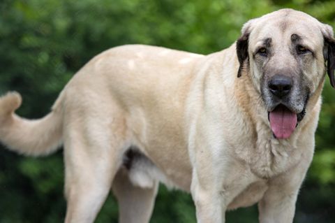 Hunde der Rasse Kangal erreichen Schulterhöhen von bis zu fast 90 Zentimeter