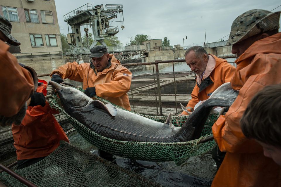 Da der Stör- und Belugafang offiziell untersagt sind, werden die Fische in Fabriken entlang der Ausläufe der Wolga gezüchtet. Hier wird ein Beluga aus einem Becken der Firma "Raskat" gehievt. 