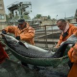 Da der Stör- und Belugafang offiziell untersagt sind, werden die Fische in Fabriken entlang der Ausläufe der Wolga gezüchtet. Hier wird ein Beluga aus einem Becken der Firma "Raskat" gehievt. 