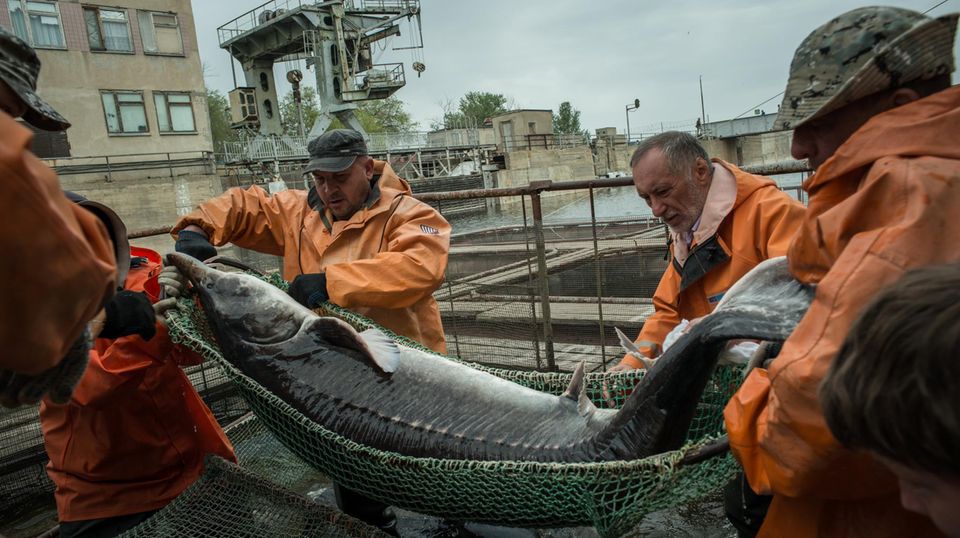 Da der Stör- und Belugafang offiziell untersagt sind, werden die Fische in Fabriken entlang der Ausläufe der Wolga gezüchtet. Hier wird ein Beluga aus einem Becken der Firma "Raskat" gehievt. 