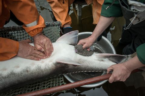 Sechs Männer holen den zappelnden Fisch aus dem Becken, um den Beluga zu melken. Mit einer Pinzette öffnen die Züchter den Bauch des Fisches und massieren die Fischeier hinaus. 