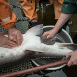 Sechs Männer holen den zappelnden Fisch aus dem Becken, um den Beluga zu melken. Mit einer Pinzette öffnen die Züchter den Bauch des Fisches und massieren die Fischeier hinaus. 