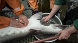 Sechs Männer holen den zappelnden Fisch aus dem Becken, um den Beluga zu melken. Mit einer Pinzette öffnen die Züchter den Bauch des Fisches und massieren die Fischeier hinaus. 