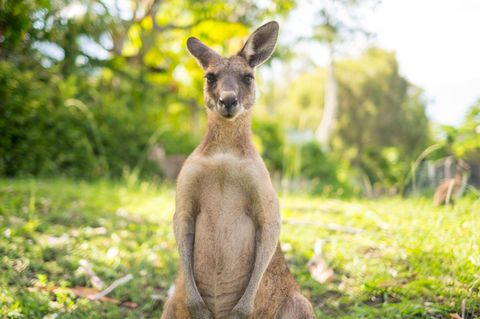 Känguru Australien