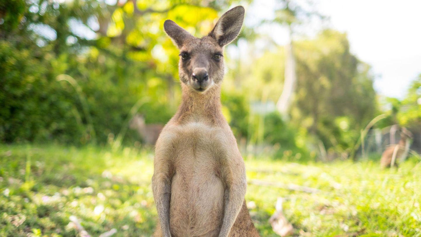 Känguru Australien