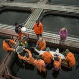 Der Kaviar wird einer Schüssel aufgefangen. Er darf mit dem Wasser nicht Berührung kommen, sonst verdirbt er. 
