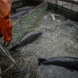 Sechs Tonnen schwarzen Kaviar verkauft "Raskat" jedes Jahr. Die teuerste Sorte - ein Kilo vom Beluga - kostet mindestens 1500 Euro. 