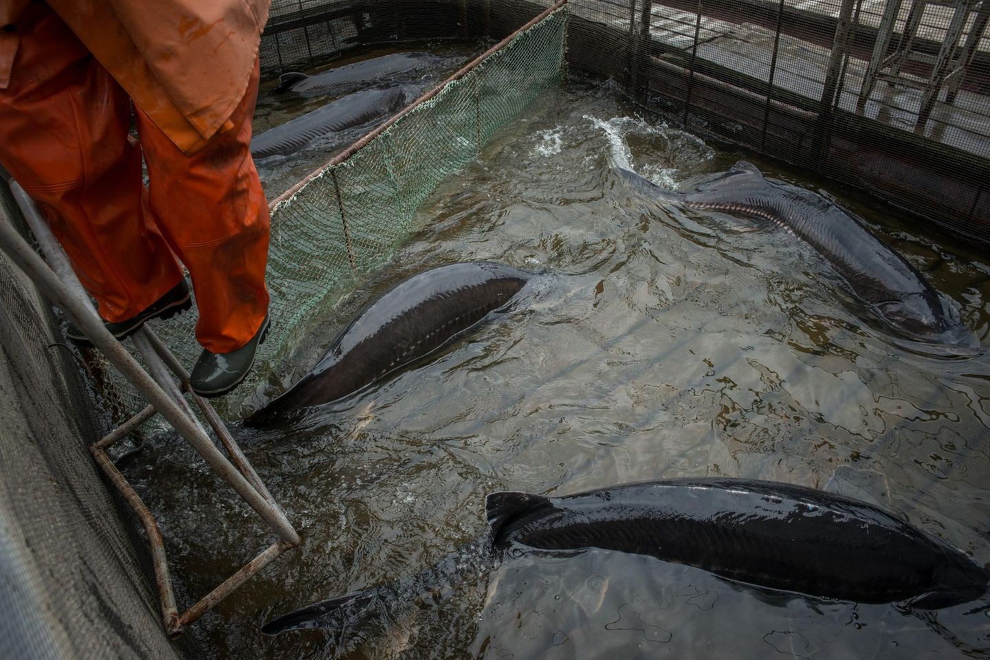 Sechs Tonnen schwarzen Kaviar verkauft "Raskat" jedes Jahr. Die teuerste Sorte - ein Kilo vom Beluga - kostet mindestens 1500 Euro. 