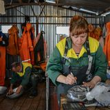 Sorgfältig wird der wertvolle Rogen verpackt und beschriftet. 