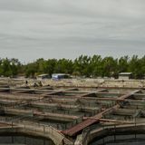 Durch die Melk-Methode sterben die Fische nicht. Doch um die Zucht auch langfristig zu erhalten, reicht das nicht.