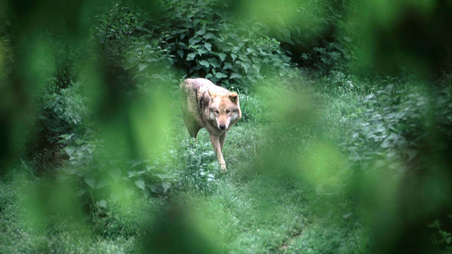 Wolfsähnliche "Kreatur von Montana" (Symbolbild)