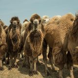 Die Hirten trainieren im Frühling oft für das Kamelrennen, das in Bergin stattfindet.