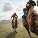 Borka und Mascha sind die Lieblingskamele der Hirten Eldar Tjekbasow und Altynbek Dauletow.