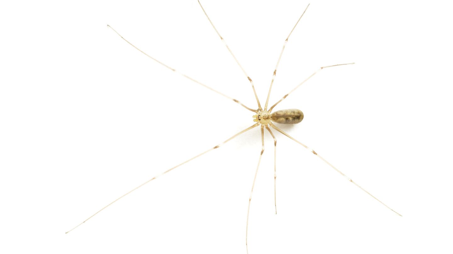 Zitterspinne