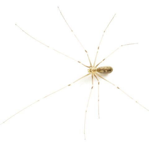 Zitterspinne