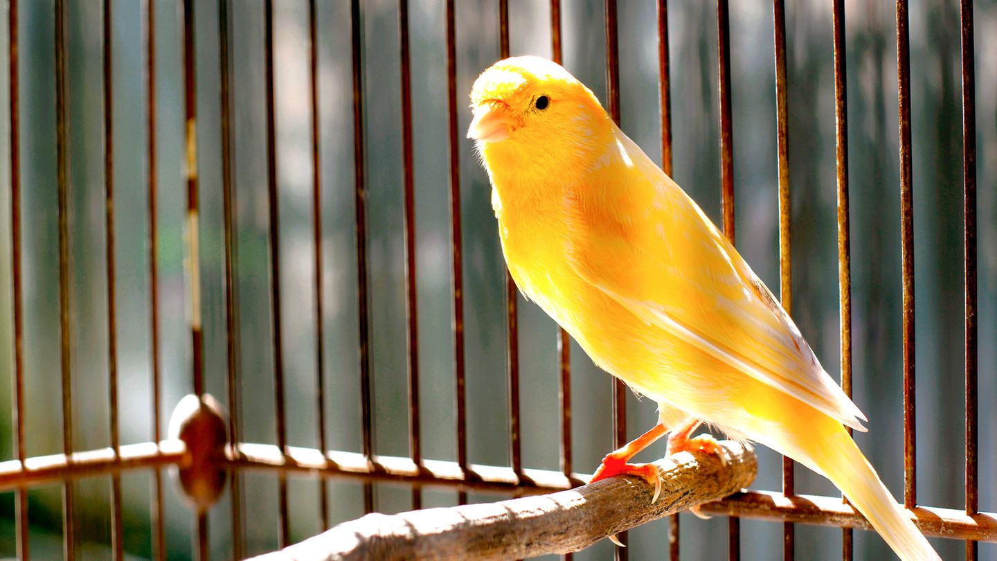 Ein gelber Kanarienvogel