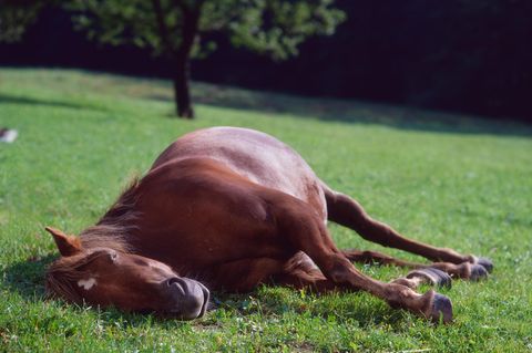 Pferd weide