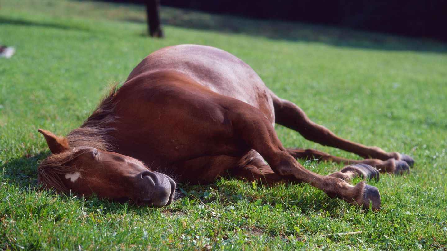 Pferd weide