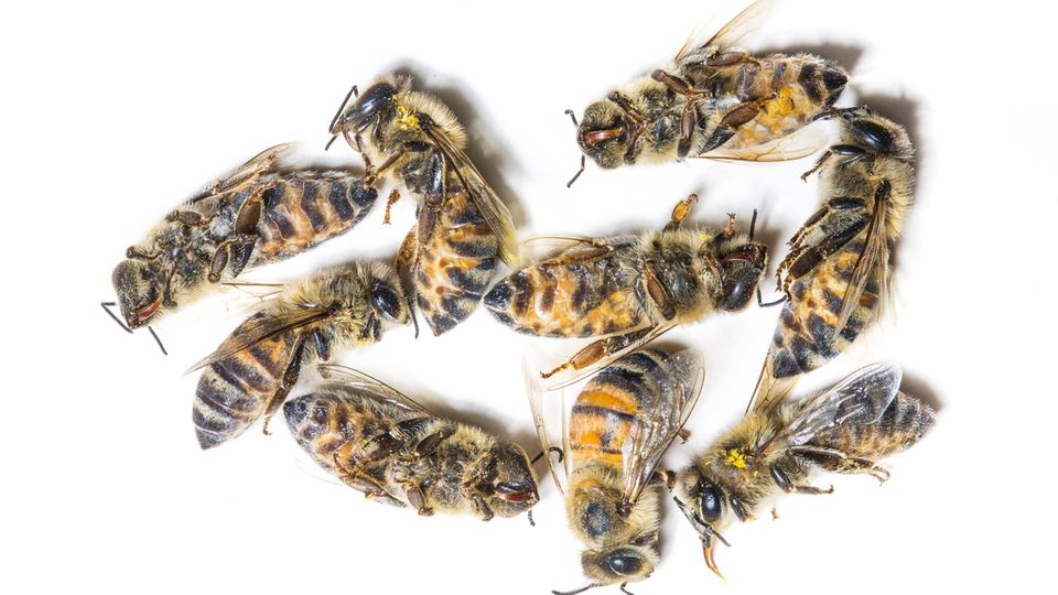 Insektensterben: Leichenschau an Honigbienen im Labor. Meist sterben sie an Parasiten oder an Pestiziden Leichenschau an Honigbienen im Labor. Meist sterben sie an Parasiten oder an Pestiziden