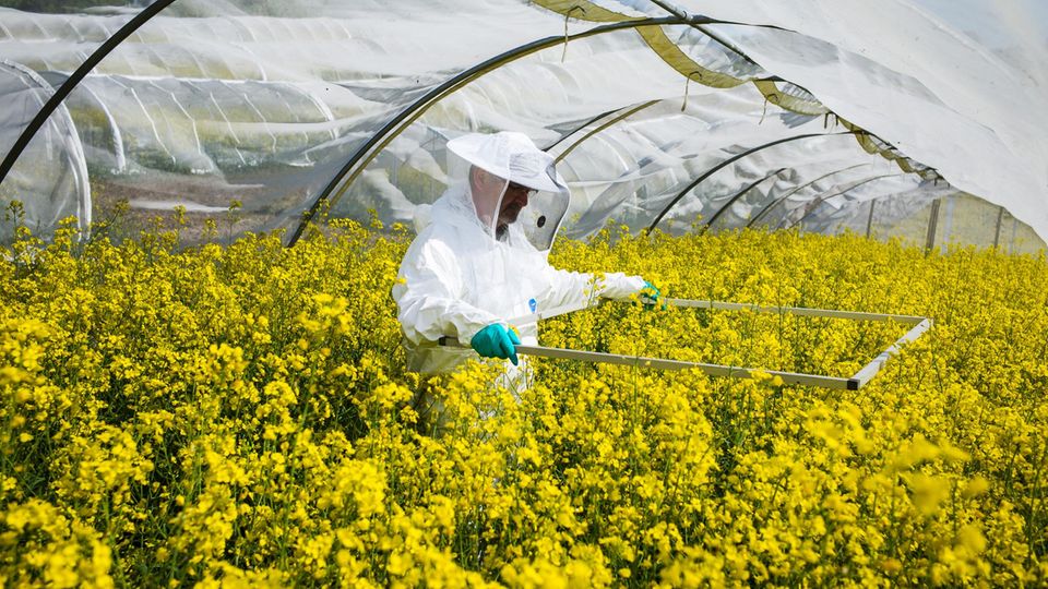 Insektensterben: Im Versuchszelt von Bayer zählt Chef-Imker Volkmar Krieg, wie viele Bienen gerade Pollen im Raps sammeln Im Versuchszelt von Bayer zählt Chef-Imker Volkmar Krieg, wie viele Bienen gerade Pollen im Raps sammeln