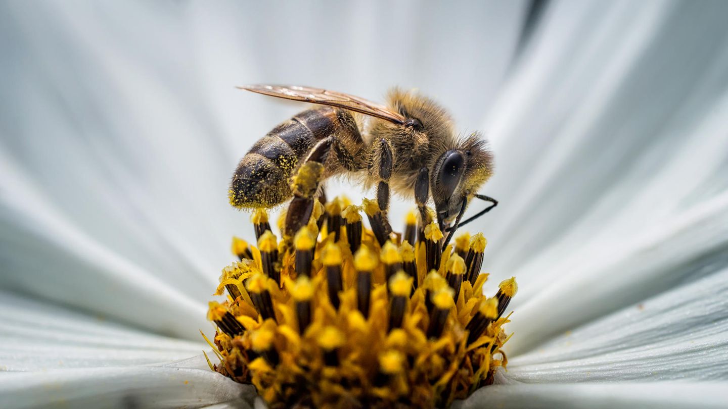 Rettet Die Bienen Warum Ihr Verschwinden Unser Aller Leben Bedroht Stern De