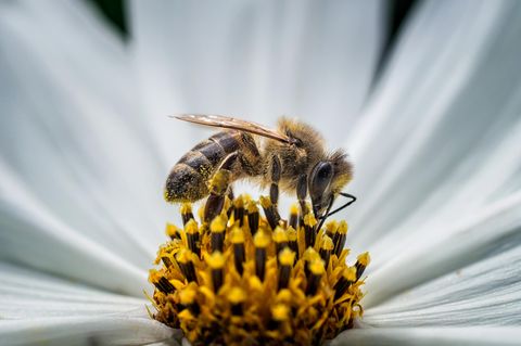 Rettet die Bienen! Warum ihr Verschwinden unser aller Leben bedroht