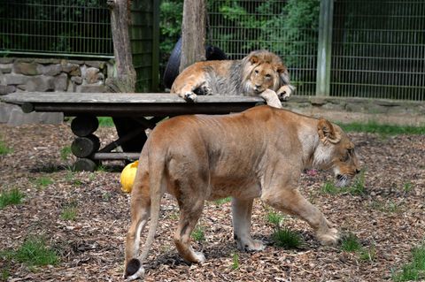 nachrichten deutschland - zoo wildtiere