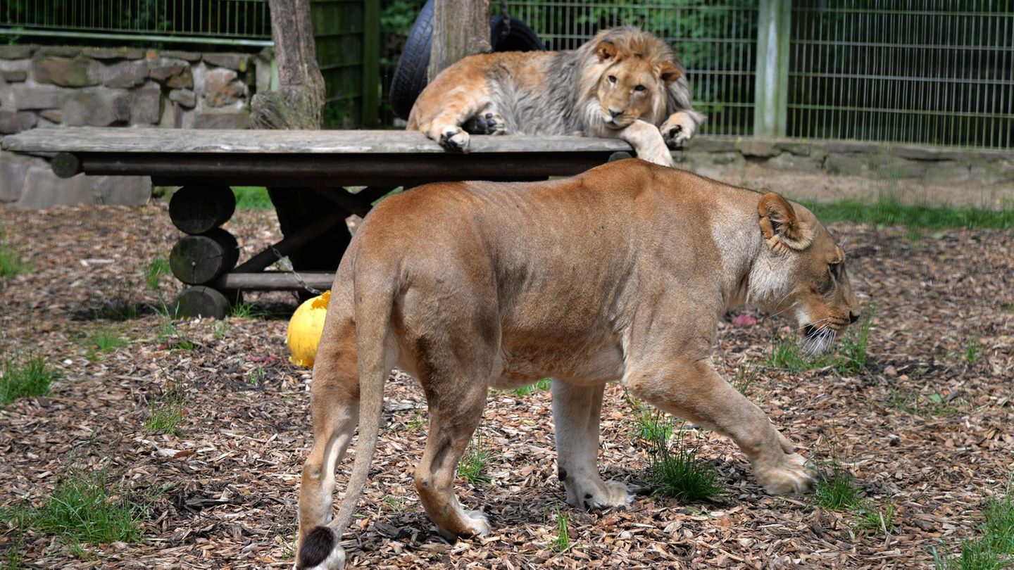 nachrichten deutschland - zoo wildtiere