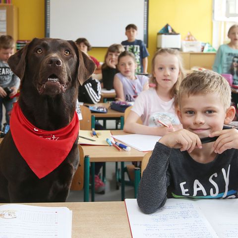 Ein brauner Labrador in einem Klassenzimmer