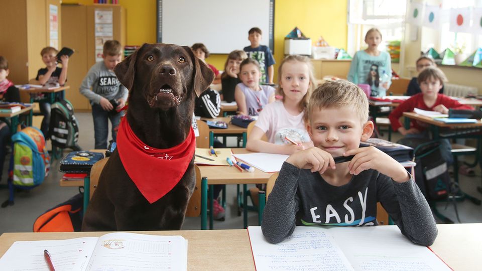 Ein brauner Labrador in einem Klassenzimmer
