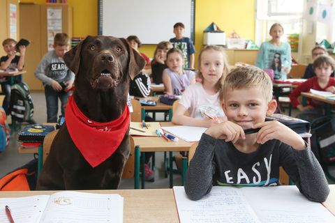 Ein brauner Labrador in einem Klassenzimmer