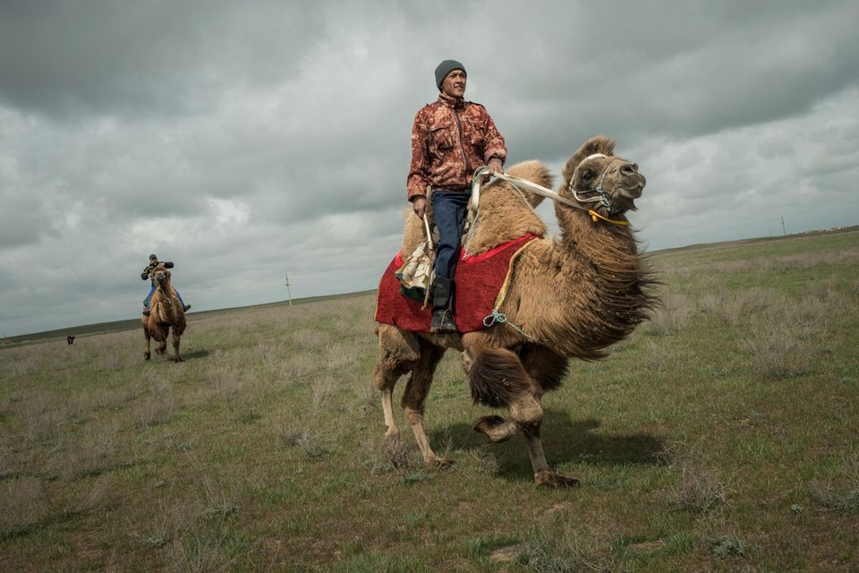 Russland: Kamele sind in Kalmückien unverzichtba