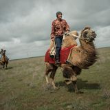 Russland: Kamele sind in Kalmückien unverzichtba