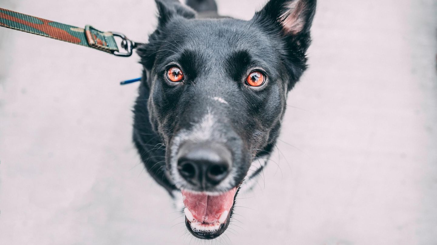 Ein Foto von einem fröhlichen Hund