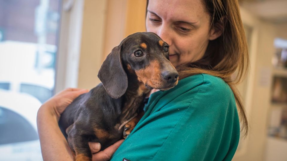 Auf dreifache Größe angeschwollen: Wieder ganz der Alte: Tierärztin Michelle Coward freut sich, dass sie Dackel Trevor helfen konnte Wieder ganz der Alte: Tierärztin Michelle Coward freut sich, dass sie Dackel Trevor helfen konnte