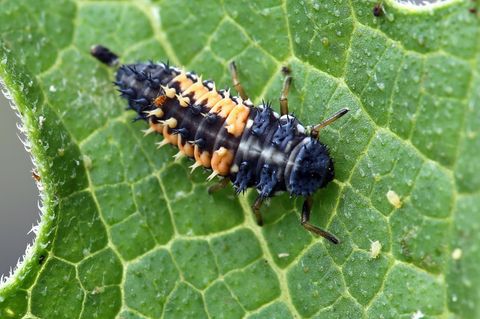 Rote Stacheln und schwarzer Körper - was schlüpft aus dieser Larve?