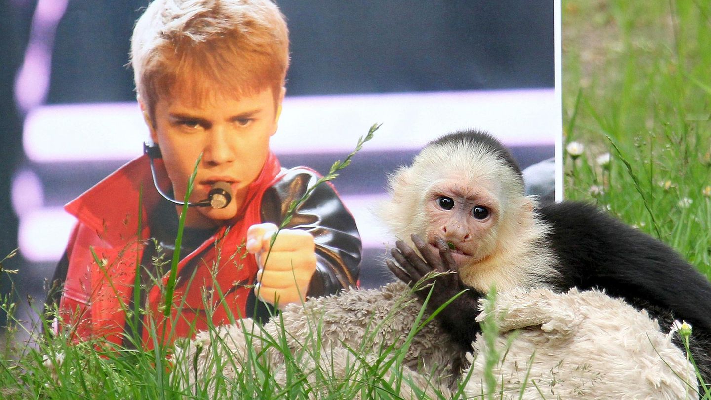 Justin Bieber und sein Affe