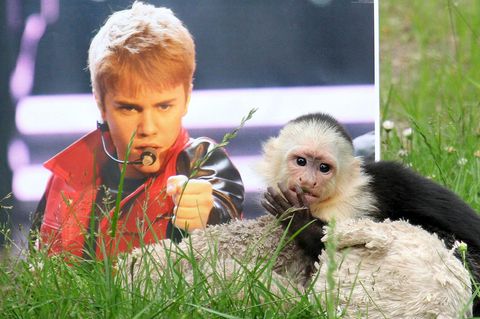 Justin Bieber und sein Affe