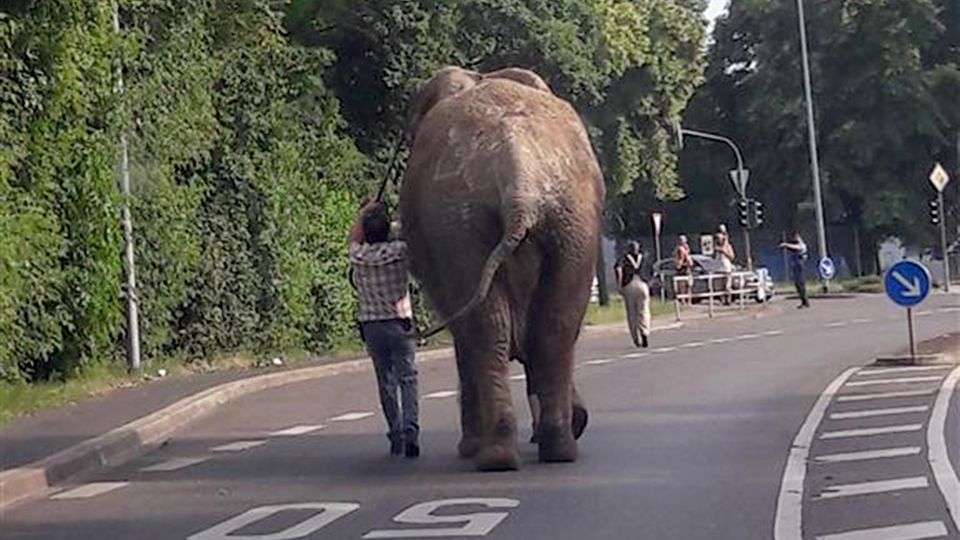 Ein Elefant ging in Neuwied auf einen Spaziergang