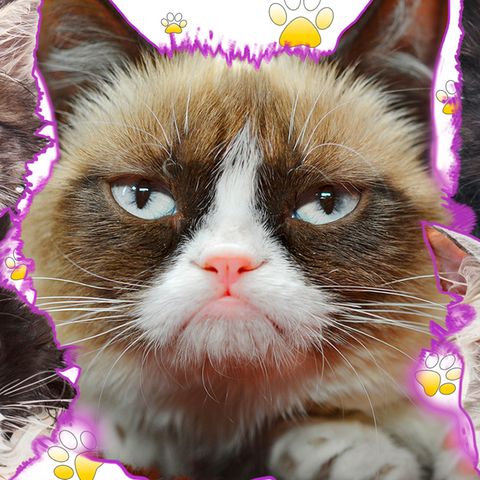 Grumpy Cat und andere lustige Katzen zeigen Mimik.